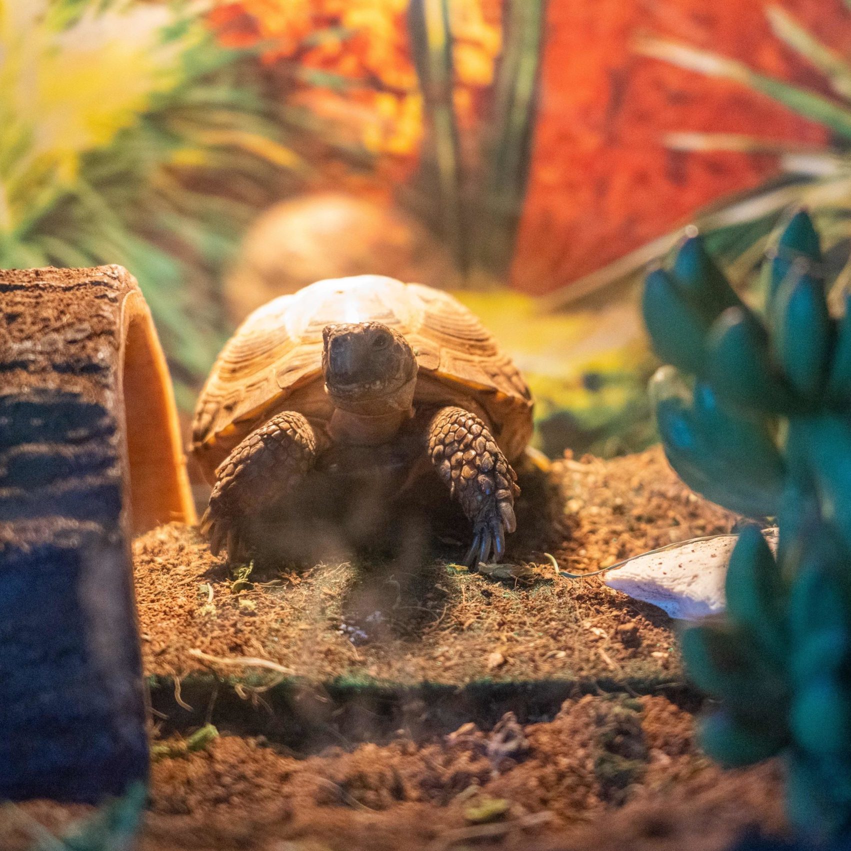 Squirt the tortoise gazes at the viewer from his habitat