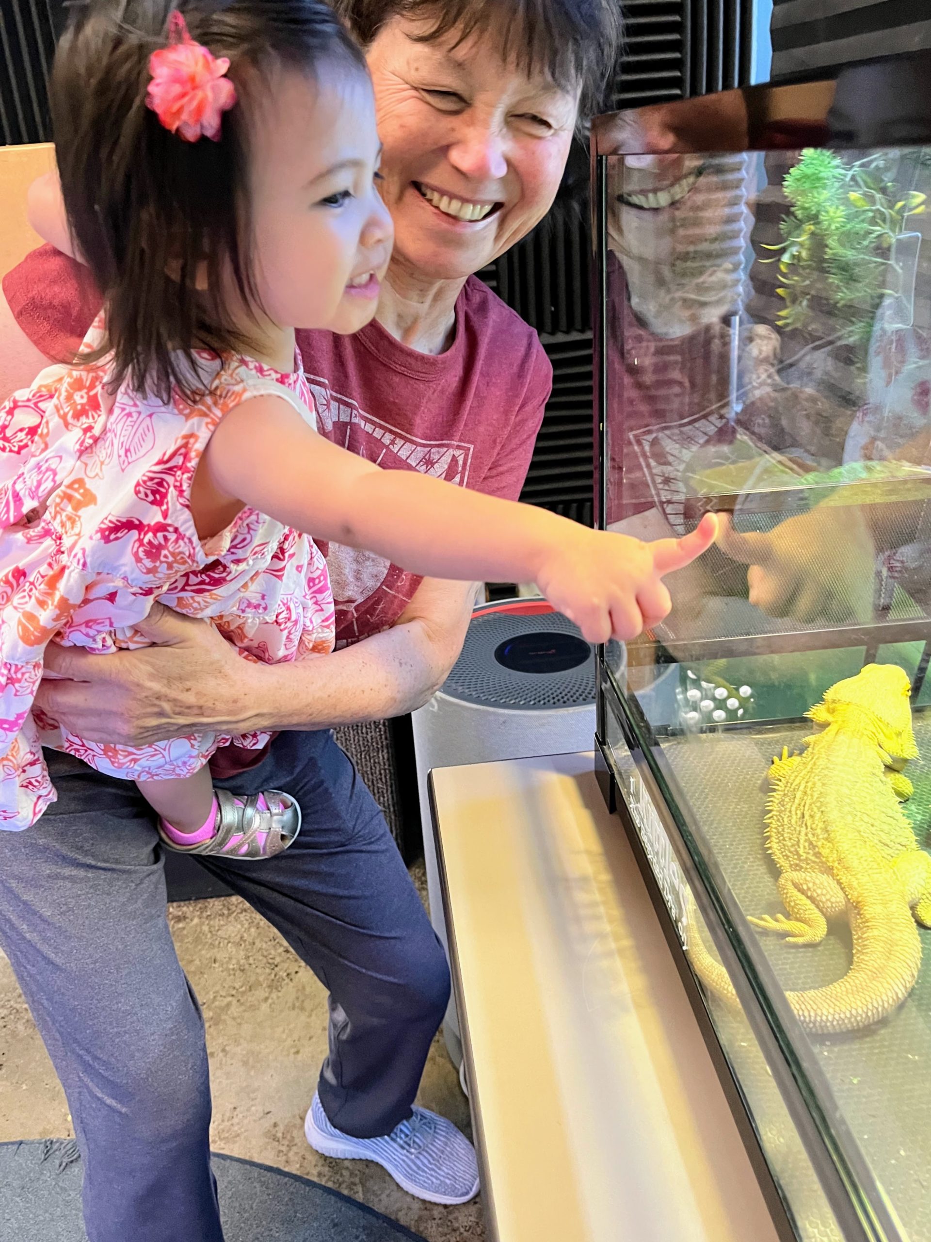 A little girl, help by a smiling woman, points to a bearded dragon lizard in a tank